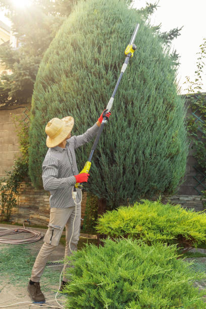 Trusted Velva, ND Tree Removal and Landscaping Services Experts